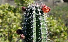 Cactus - klein