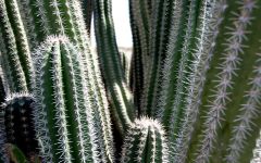 Yatu Cactus - klein